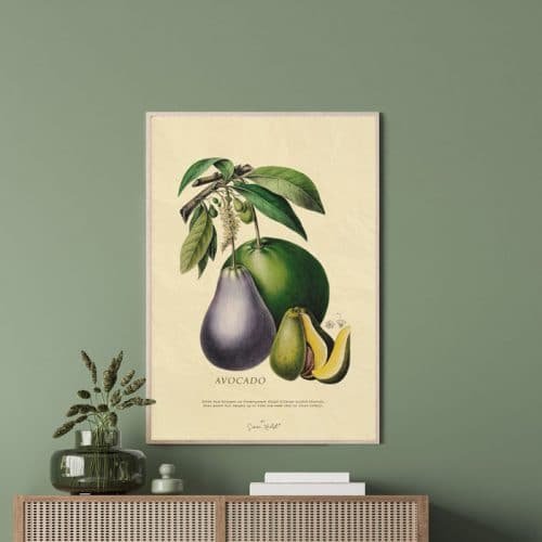 Avocado