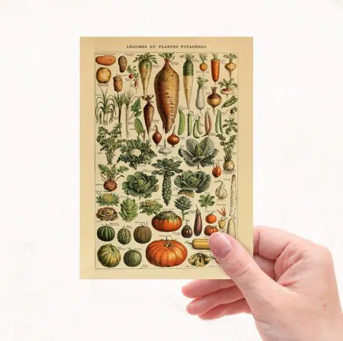 Grøntsager - Adolphe Millot Plakat Simon Holst