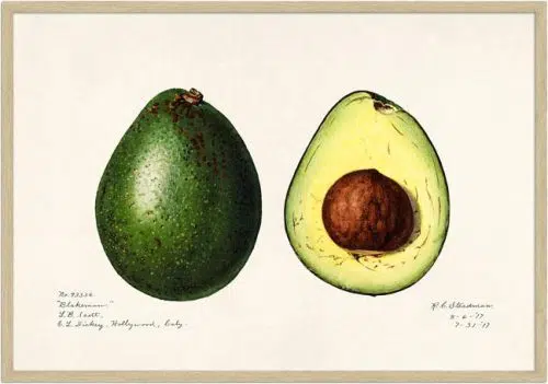 Avocado (Persea) (1916) med ramme