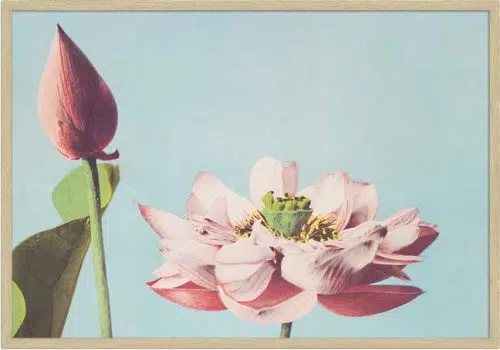 Lotus Flowers Horisont med ramme