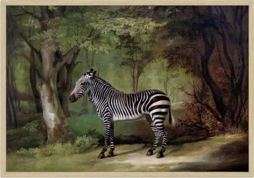Zebra (1763) med ramme