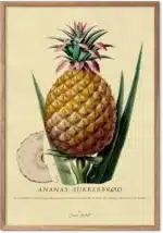 Ananas retroplakat – vintage botanisk illustration til køkkenet