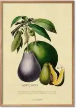 Avocado retroplakat – vintage botanisk illustration perfekt til køkkenvæggen
