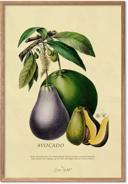 Avocado Plakat