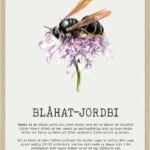 Blåhat Jordbi