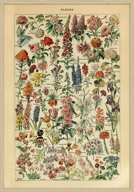Blomster – Adolphe Millot