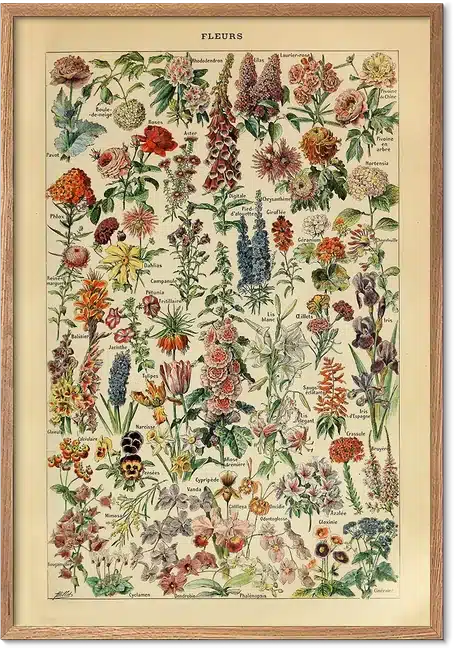 Blomster plakat af Adolphe Millot – klassisk botanisk illustration til væggen