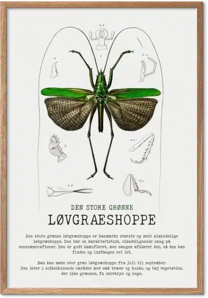 Løvgræshoppe Plakat