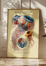 Discomedusae - Gopler