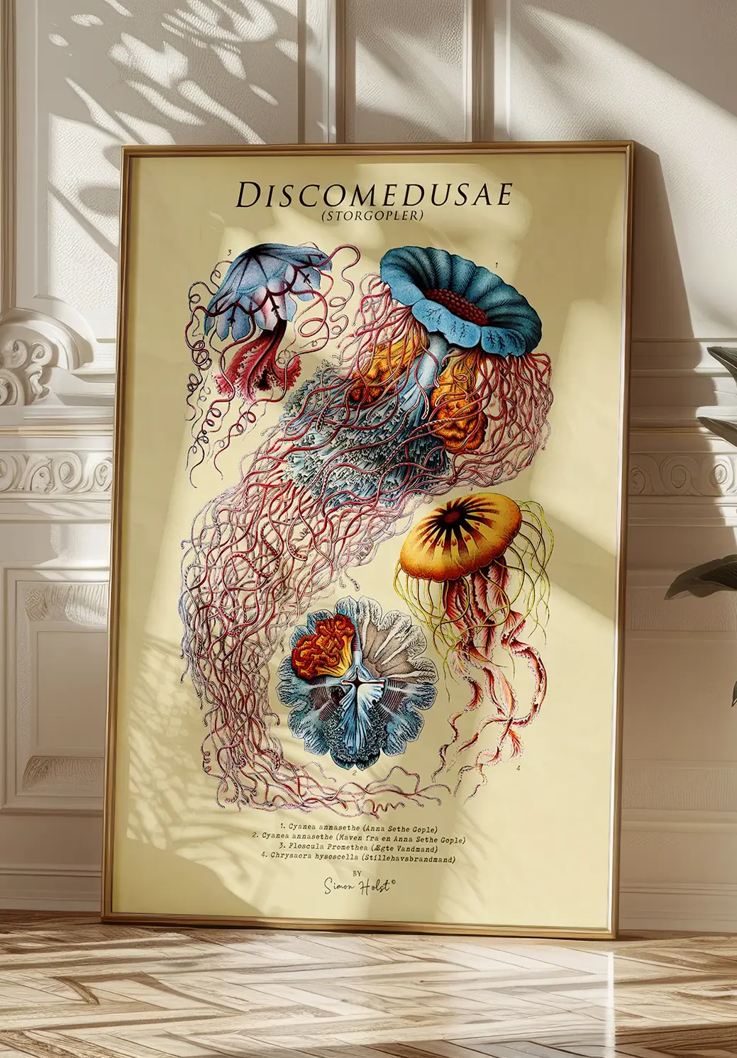 Discomedusae - Gopler