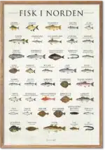 Fisk i Norden plakat med 39 illustrerede nordiske fiskearter – køkkenkunst til væggen
