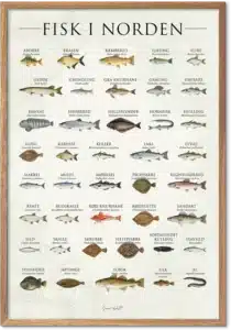 Fisk i Norden plakat med 39 illustrerede nordiske fiskearter – køkkenkunst til væggen