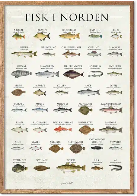 Fisk i Norden plakat med 39 illustrerede nordiske fiskearter – køkkenkunst til væggen