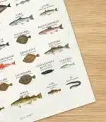 Fisk i Norden plakat med 39 nordiske fiskearter illustreret med dansk og latinsk navn – SimonHolst