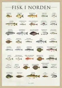 Fisk i Norden plakat med 39 nordiske fiskearter illustreret med dansk og latinsk navn – SimonHolst