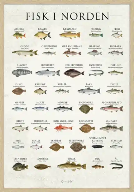 Fisk i Norden plakat med 39 nordiske fiskearter illustreret med dansk og latinsk navn – SimonHolst