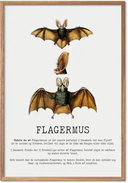 Flagermus Plakat