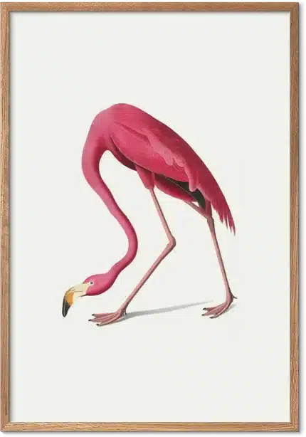 Vintage illustration af en pink flamingo med bøjet hals og rosa fjerdragt på hvid baggrund