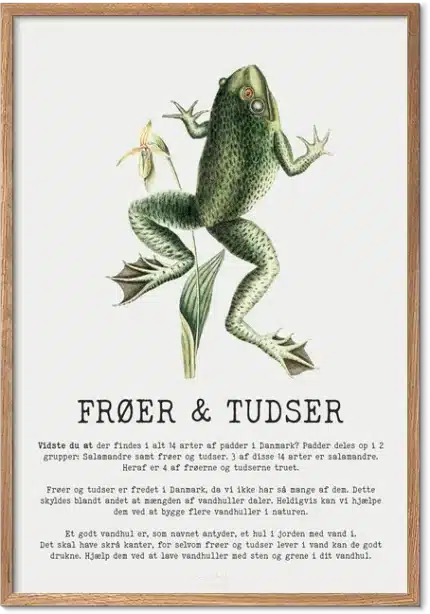 Frøer og tudser