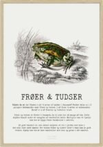 Frøer og tudser