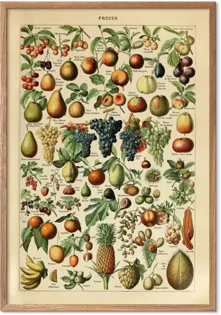 Frugter - Adolphe Millot