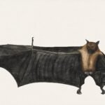 Great Indian Fruit Bat