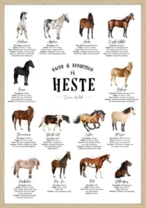Hesteplakat