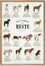 Læringsplakat med 14 hesteracer og fakta om oprindelse, højde og temperament