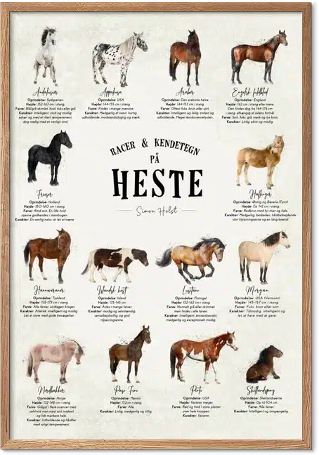 Læringsplakat med 14 hesteracer og fakta om oprindelse, højde og temperament