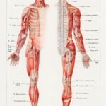 Human Nervous System (1912)