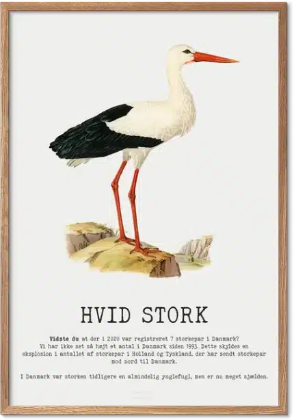 Hvid Stork Plakat