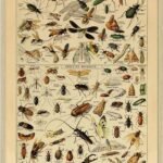 Insekter - Adolphe Millot
