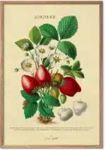 Jordbær retroplakat – vintage botanisk illustration med røde jordbær