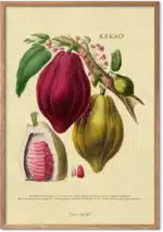 Kakao retroplakat – vintage botanisk illustration af kakao til køkkenet