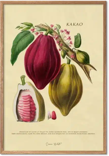 Kakao retroplakat – vintage botanisk illustration af kakao til køkkenet