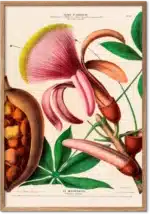 Kastanje retroplakat – klassisk botanisk illustration i vintagestil