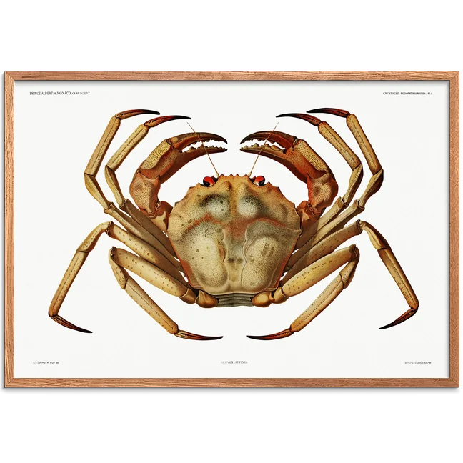 Krabbe retroplakat – vintage naturhistorisk illustration af krabbe