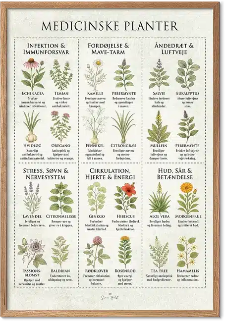Medicinske planter plakat – illustreret guide til lægeurter og deres virkning