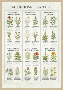 Medicinske Planter Plakat