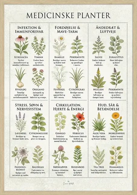 Medicinske Planter Plakat
