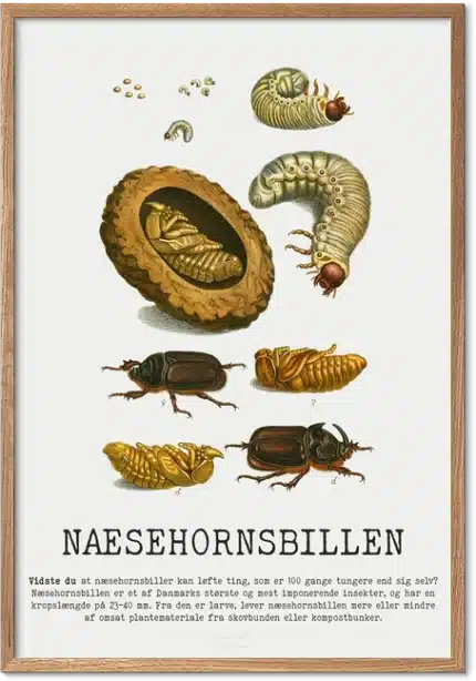 Næsehornsbille Plakat