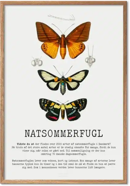 Natsommerfugl Plakat