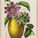 retroplakat passionsfrugt