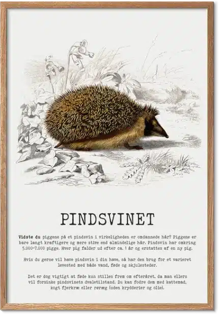 Pindsvinet Plakat