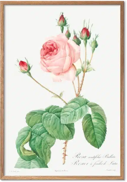 Rosa Centifolia