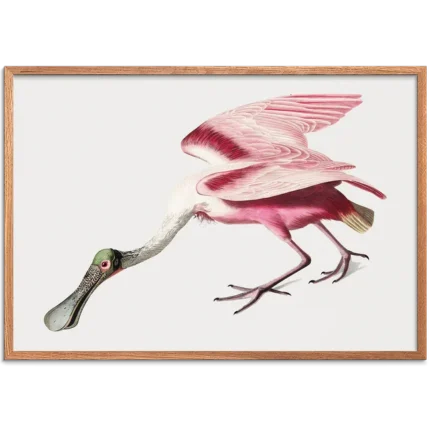Rosaskestork retroplakat – vintage fugleillustration i naturhistorisk stil