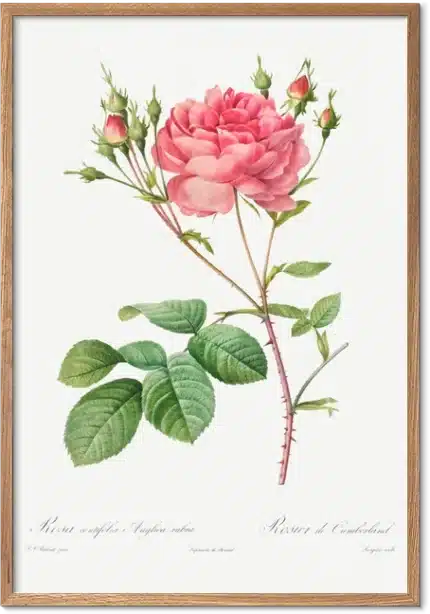 Rosier de Cumberland
