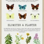 Sommerfugle og blomster