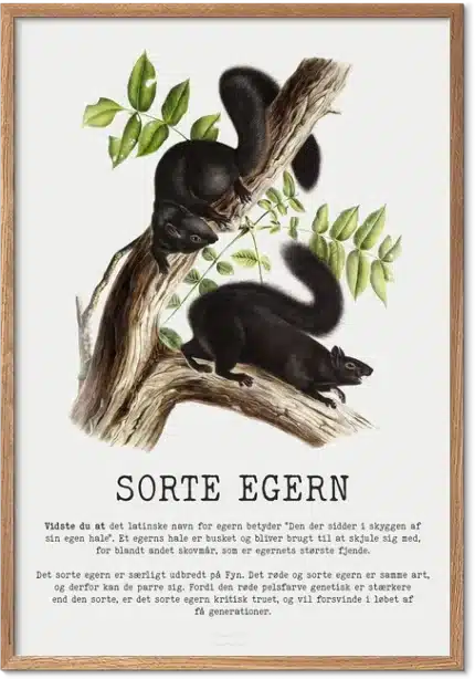 Sort egern