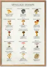 Spiselige svampe plakat – illustreret guide til danske spisesvampe